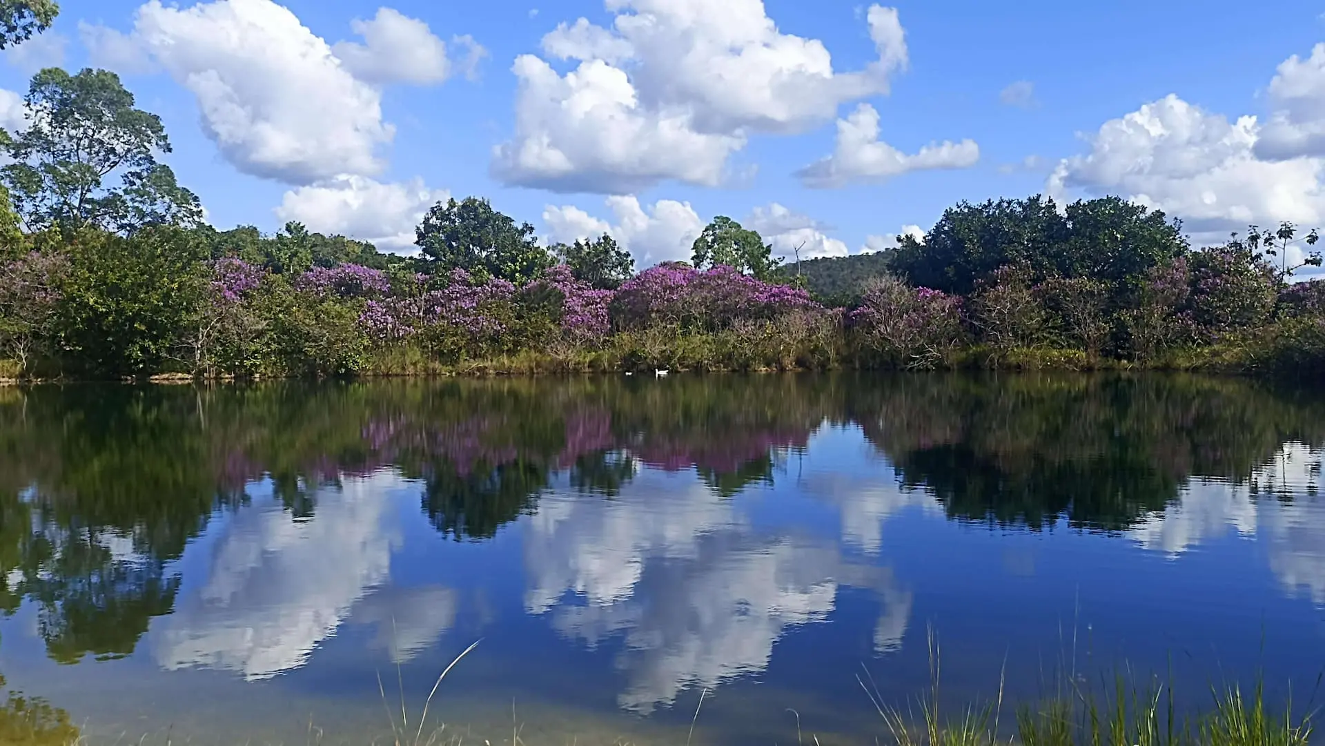 Lago refletindo o céu e a vegetação florida do Cerrado