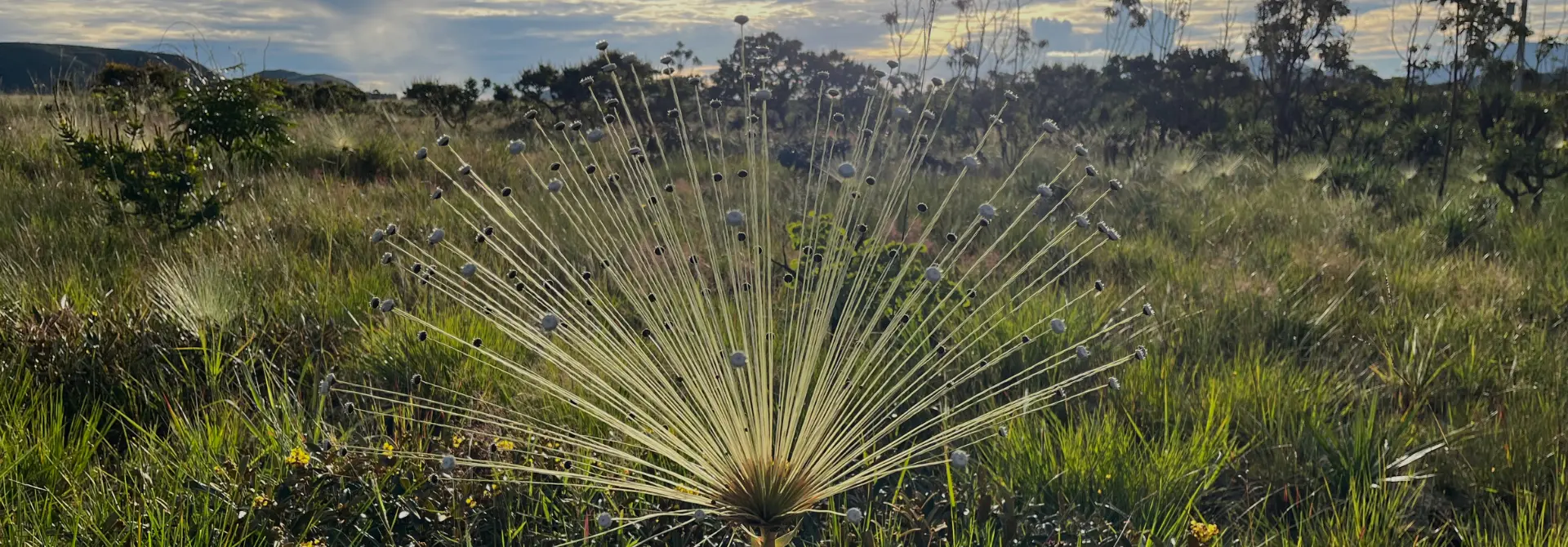 Sempre-viva em campo aberto do Cerrado ao entardecer
